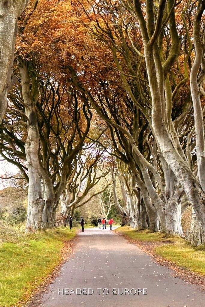 A tree-lined path known as The Dark Hedges in Ballymoney, with twisted beech trees arching overhead and visitors walking beneath the golden autumn canopy.